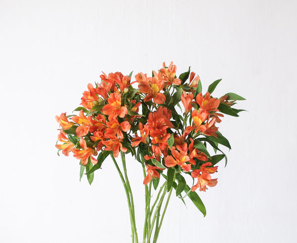 Alstroemeria