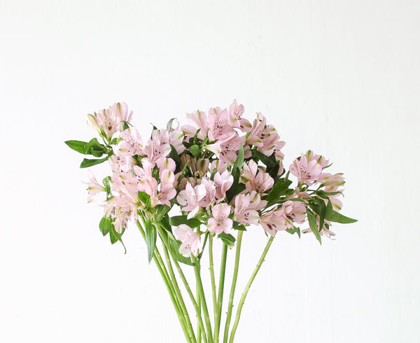 Alstroemeria