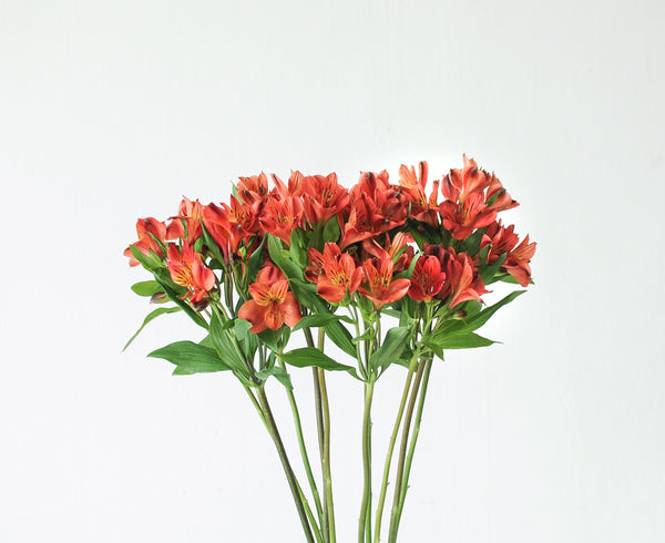 Alstroemeria