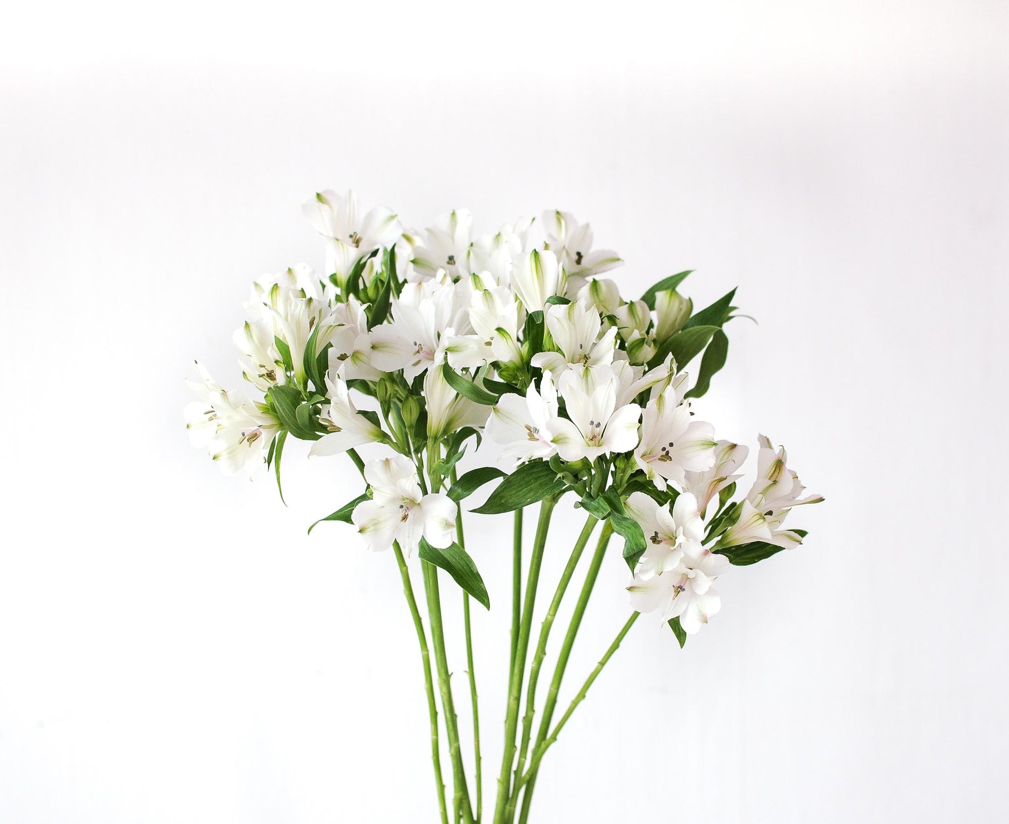 Alstroemeria