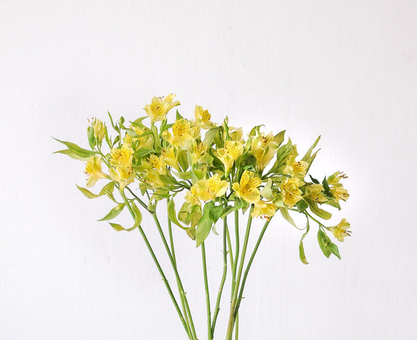 Alstroemeria