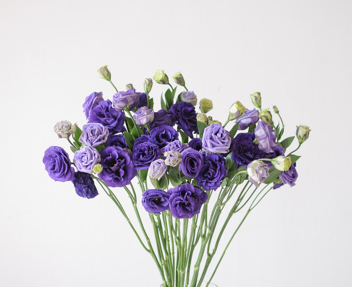 Eustoma In Ear Eustoma - Single Variety Flowers – Wonderland Botanicals