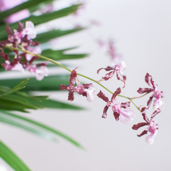 Zi 紫 Vase Arrangement