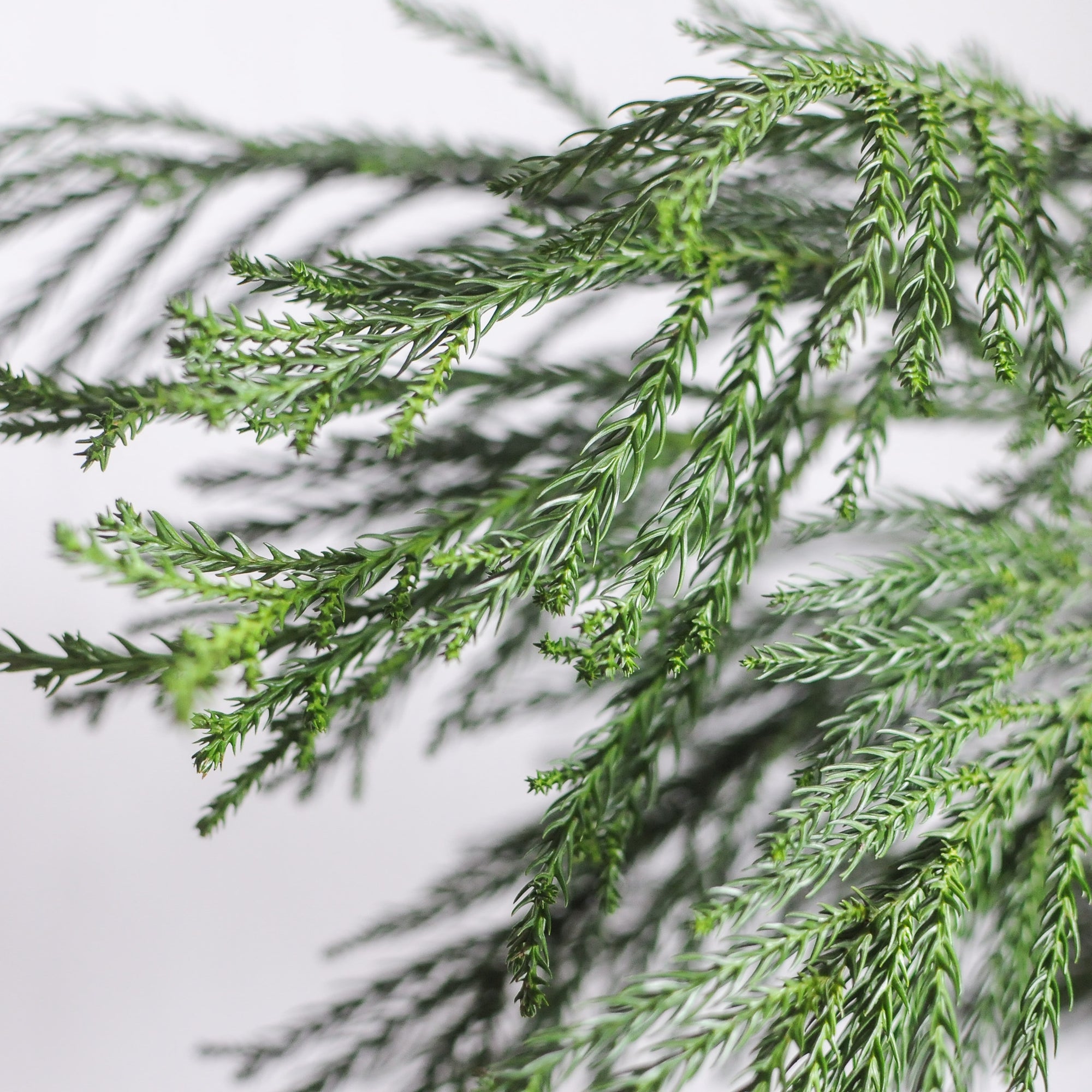 Cryptomeria