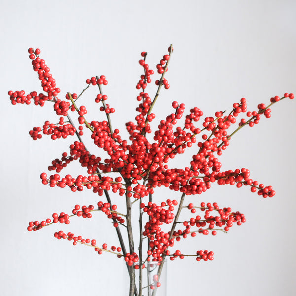 Red Ilex Berry