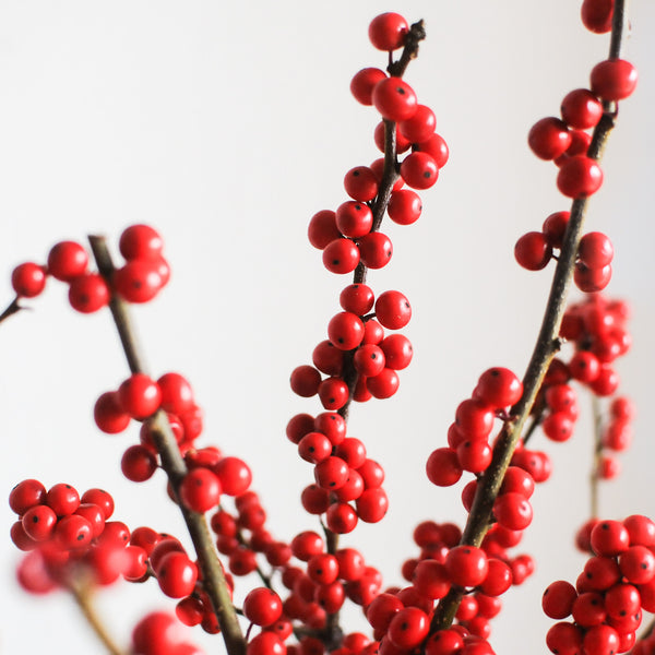 Red Ilex Berry