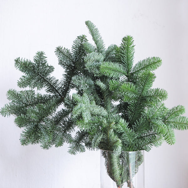 Nobilis Fir